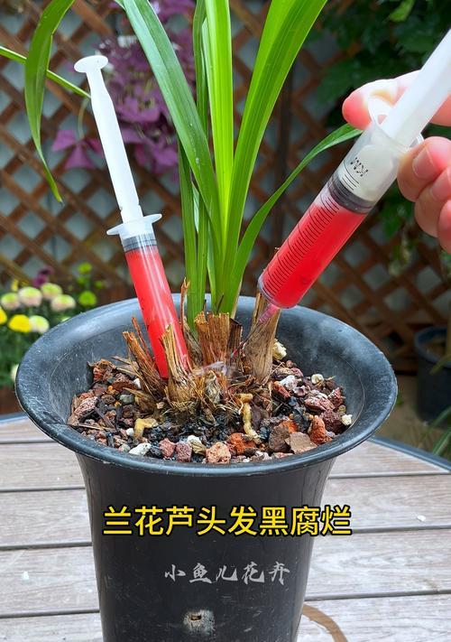 兰花叶子烂了，如何拯救？（教你解决兰花叶子烂掉的问题，让它重新健康成长）