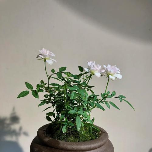 姬月季不开花的原因和解决方法（养护技巧让姬月季花开满园）