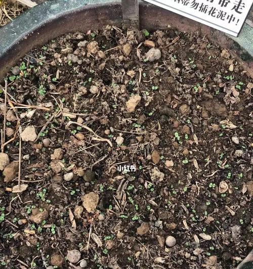 探究鲁冰花的播种时间（从种子到花开，一步步解析鲁冰花生长过程）