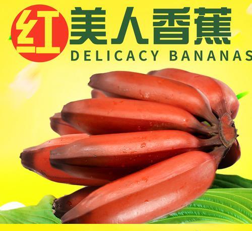 香蕉采摘与收获季节详解（了解香蕉的采摘时间和季节，提高果实质量和收成效益）