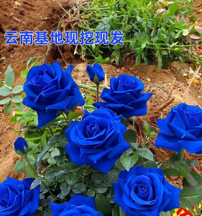 蓝色妖姬——代表神秘和幻想的花语之美（探究蓝色妖姬的意义和美丽）