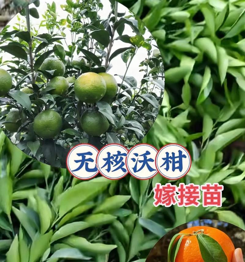 沃柑的盆栽种植方法（盆栽沃柑，让家中也能种果树）