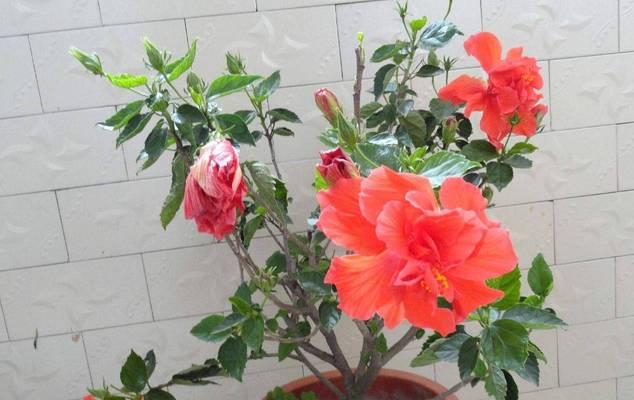 为什么家里不能养扶桑花？（探究扶桑花对家庭环境的影响）