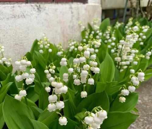 水仙花的光照要求详解（水仙花喜阳还是喜阴？）