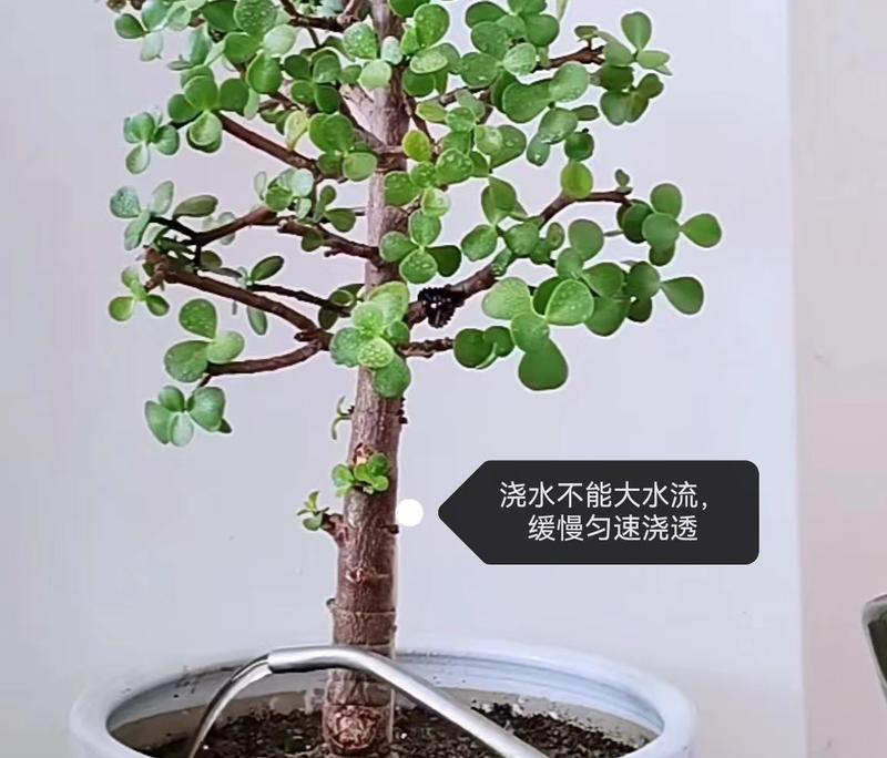 金枝玉叶的浇水技巧（金枝玉叶多久浇一次水？金枝玉叶的养护技巧）
