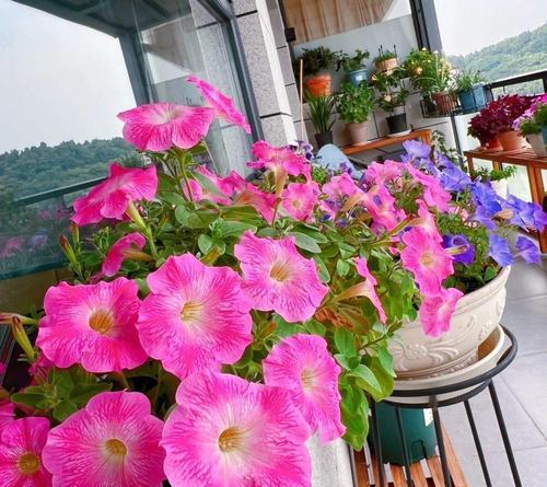 矮牵牛花——冬天里的花海（探秘矮牵牛花的神奇开花时刻）