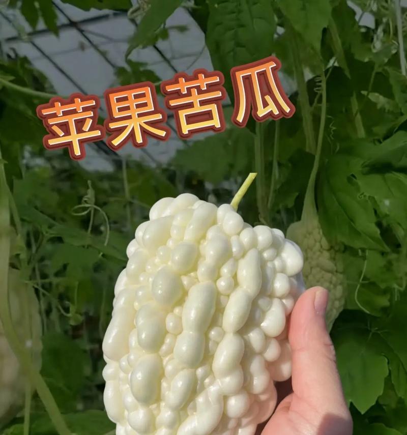 苦瓜种植全攻略（合适的种植月份与技巧）