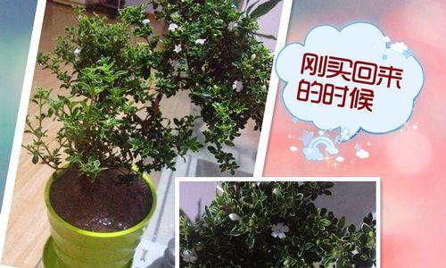 六月雪肥料选择全攻略（为你的六月雪施肥选对方案）