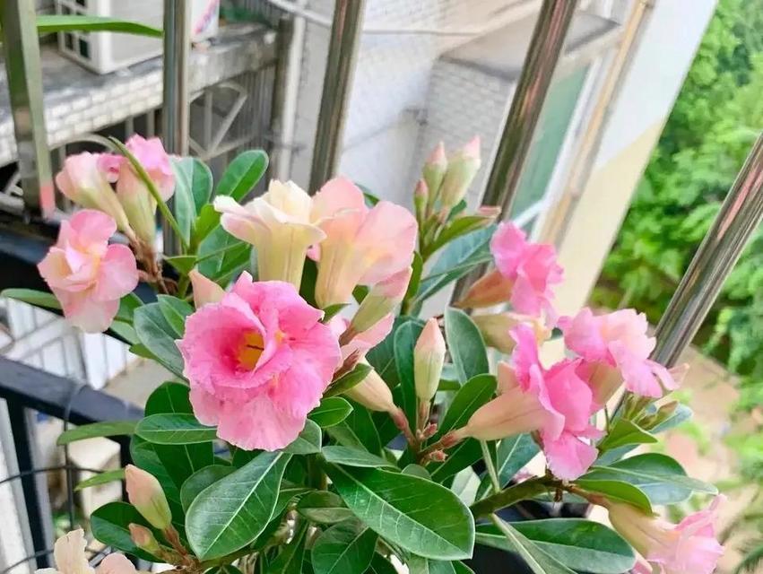 黄豆开花时间的研究（揭示黄豆生长与开花的奥秘）