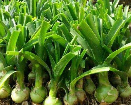 三七开花时间及特点（三七开花时间、生长环境及品种）