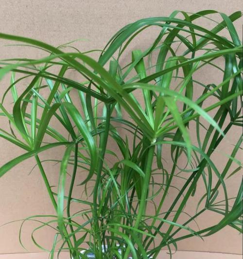 打造健康环保的家居绿化空间（如何选择适合家里种植的植物？）