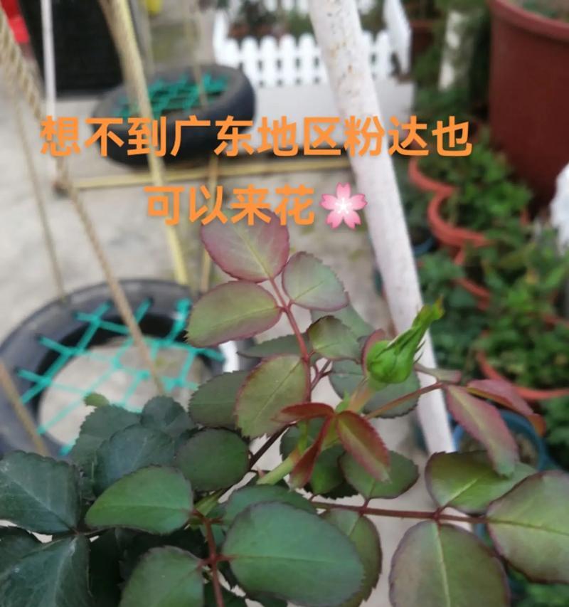 家里种爬藤月季，旺财旺运风水（让爬藤月季为您带来好运）