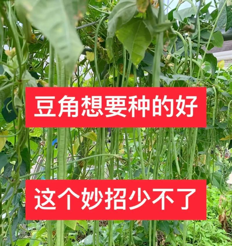 长豆角生长期长短与关键影响因素（影响豆角生长的环境因素及栽培技巧）