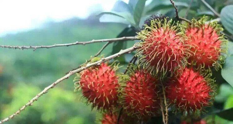 荔枝树北方种植技巧(如何让荔枝在北方生根发芽)