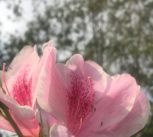 花豆种植时间和方法（掌握时间节点，让花豆旺盛生长）