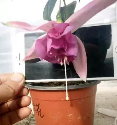 倒挂金钟开花时间及生长习性解析（探究倒挂金钟一年开几次花及其生长环境和特点）