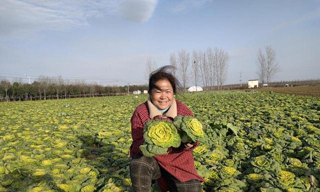 黄心菜的种植技巧（最佳播种时间与播种方法大揭秘！）