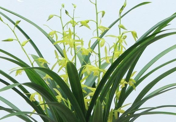 墨兰开花时间及颜色（探秘墨兰美丽的开花过程）