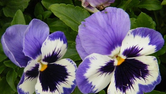 蝴蝶花（探寻蝴蝶花的形态、特点和生长环境）