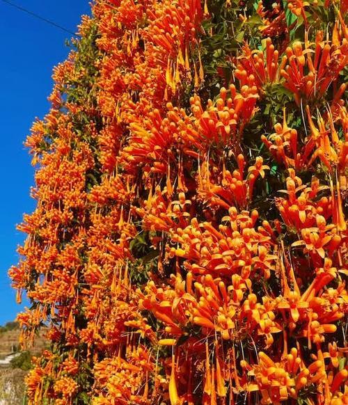 大理市花:茉莉花,寓意甜蜜芬芳