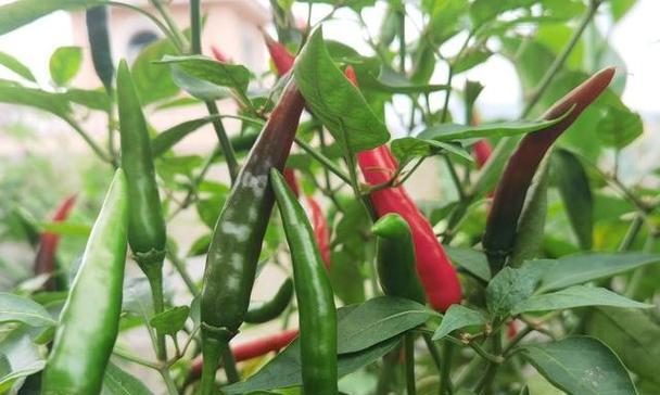 过完年适合种什么菜？（春节后开春首选，一起来看看吧！）