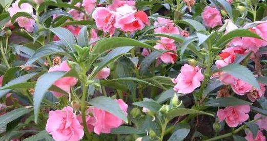 探究令人陶醉的凤仙花（揭秘凤仙花的植物类型及特性）