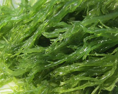 探秘海澡——一种神奇的植物（海洋生物中的奇葩，你真的了解海澡吗？）