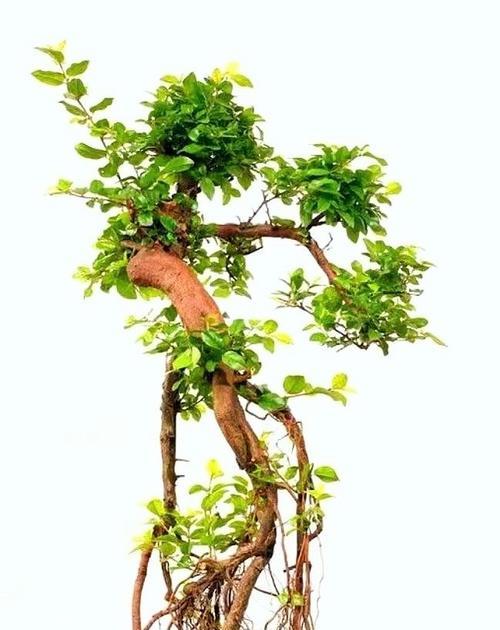 如何选择适合雀梅生长的盆?(盆的大小、材质和通风性对雀梅生长的影响)
