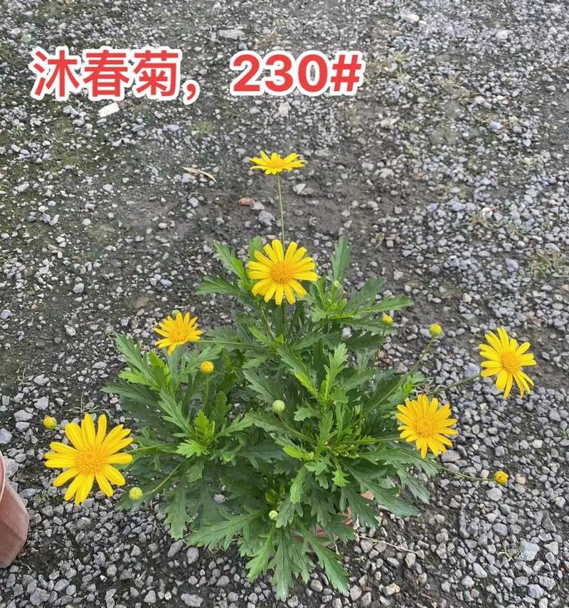 菊花种植全攻略(时间与方法详解,让你轻松种出五彩缤纷的菊花)