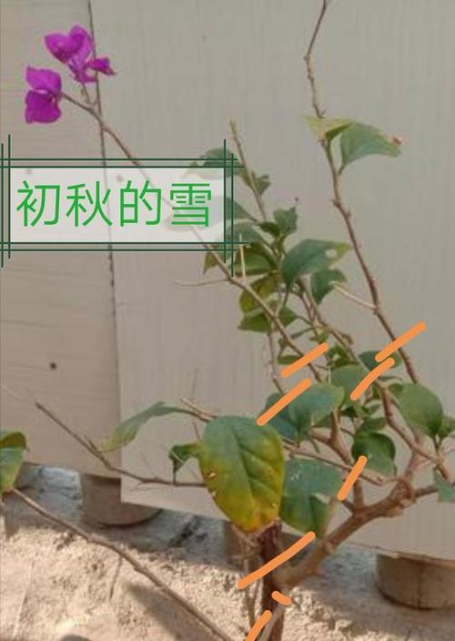 三角梅修剪技巧(剪枝图解及注意事项)