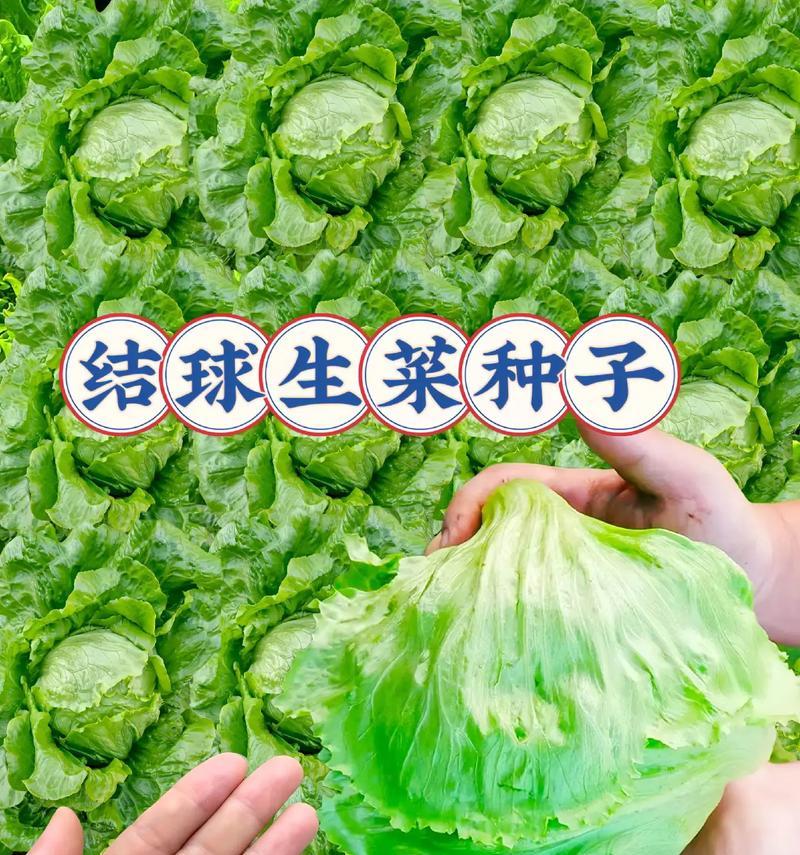 生菜种子的来源与繁殖方式——探索生菜种子的奥秘