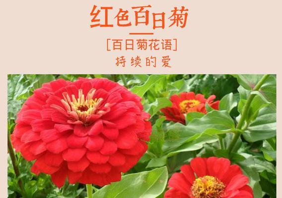 薄荷的花语（揭秘薄荷的象征意义和文化内涵）