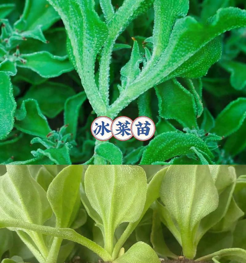冰菜的种植与收获(一年可种几次?种植周期有哪些注意事项?)