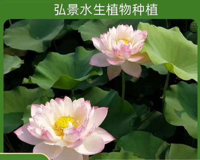 荷花的生长环境与生长地方条件（荷花的适宜生长环境与地方条件分析）
