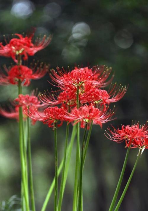 花开彼岸颜色谱写（探寻彼岸花各色含义）