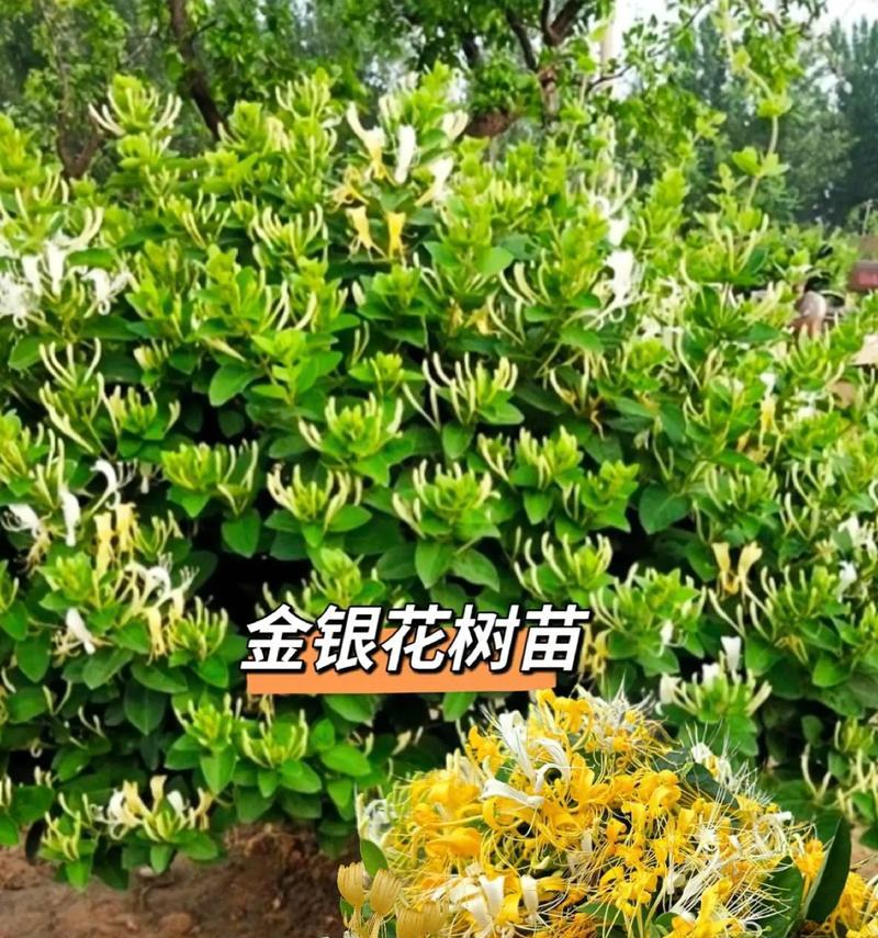 金银花在冬天能否存活？（探讨金银花的适应性及管理技巧）