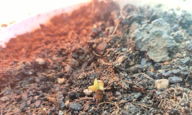 如何种植菠萝蜜籽(从选种到收获,教你种菠萝蜜籽)