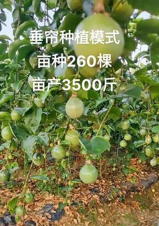 百香果树几年结果实，这些要点你必须知道（探究百香果树几年结果实的关键，提高果农种植效率）