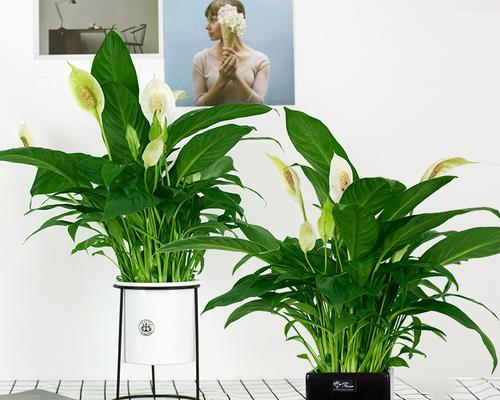 红掌——办公室里的理想植物（它不仅美观，还有这些功效！）