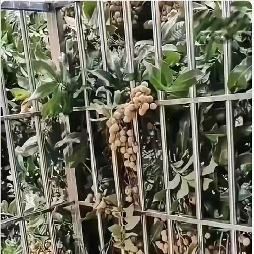 龙眼采摘全攻略（掌握龙眼采摘时间和收获季节，轻松享受甜美滋味）