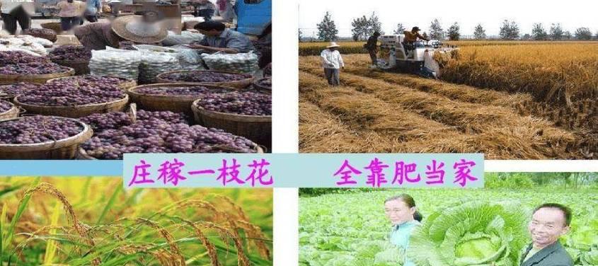 蔬菜浇水的最佳频率（每周几次浇水最科学？）