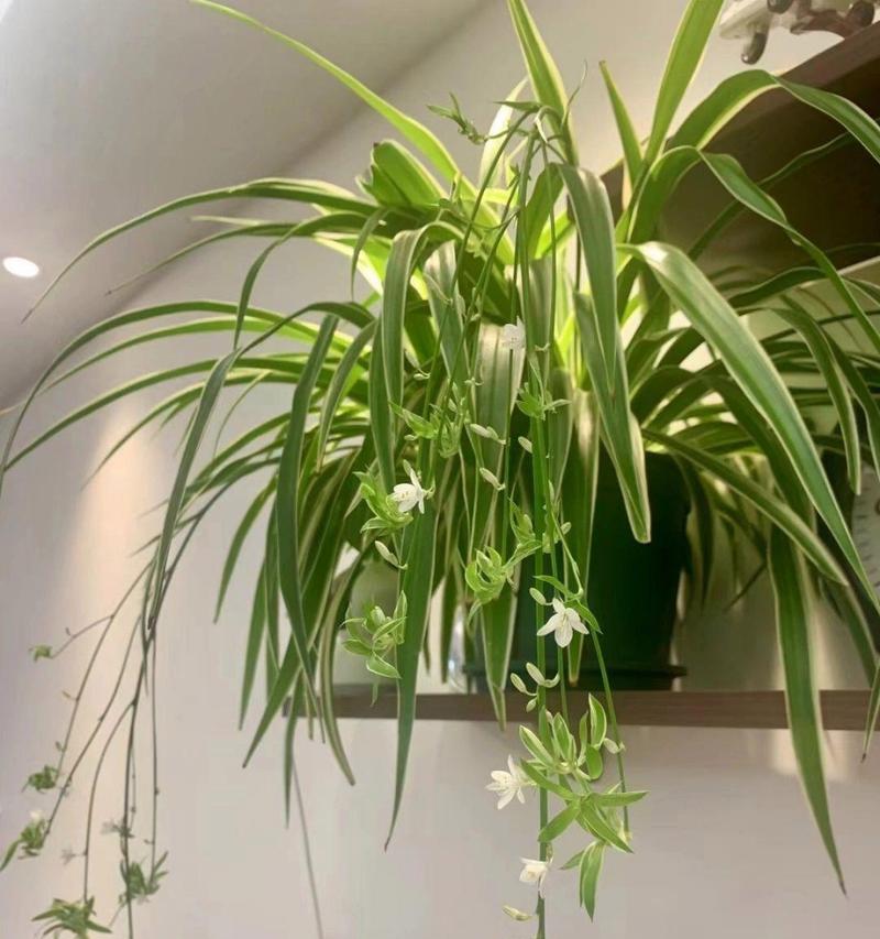 吊兰开花后的处理方法（如何让吊兰长期保持健康）