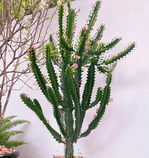 龙骨开花频率及影响因素研究(龙骨多久开花一次?探究影响龙骨开花的关键因素)