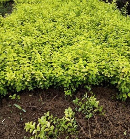金叶女贞的种植与管理（耐阴、易养护的观叶植物，适合办公室和家庭）