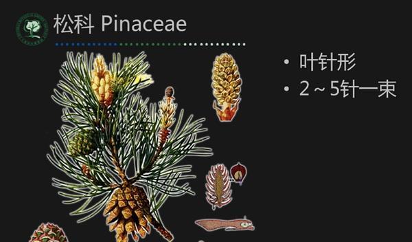 裸子植物的种子与种植(探索裸子植物生命的奥秘,从种子到繁衍)