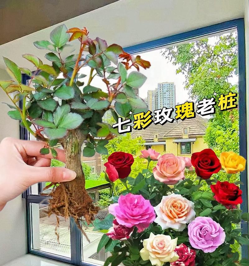 家里为什么不能养玫瑰？（玫瑰品种多、喜光、喜肥、易生虫，不适合家庭条件）