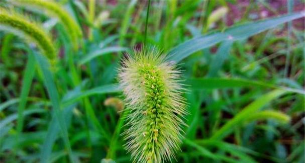探究狗尾草的植物分类（单子叶植物中的独特存在）