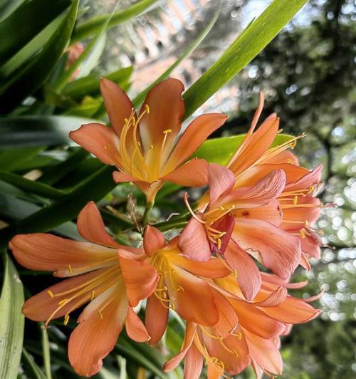 揭开百合花的国家之谜（揭开百合花的国家之谜）