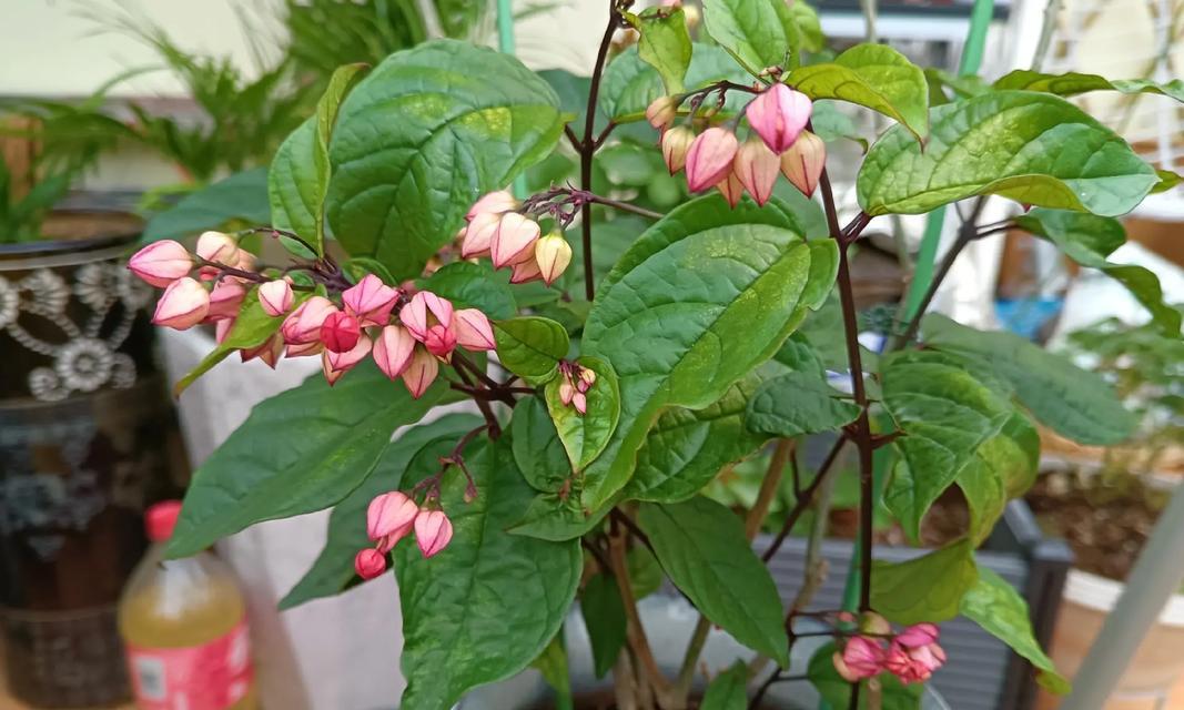 春天里的法国茉莉花开时节(一年一度的鲜花盛宴,等你来赏!)