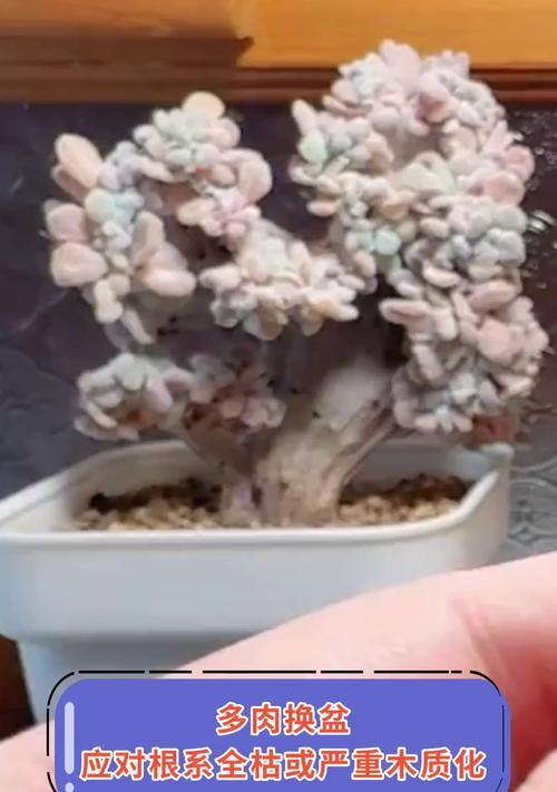 多肉植物（盆栽大小的选择对多肉植物生长的影响）